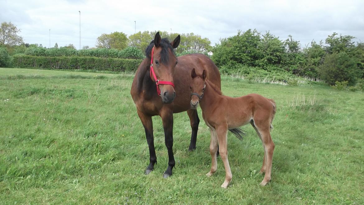Anden særlig race Relife - Lige kommet på sommerfold med sin mor. billede 12