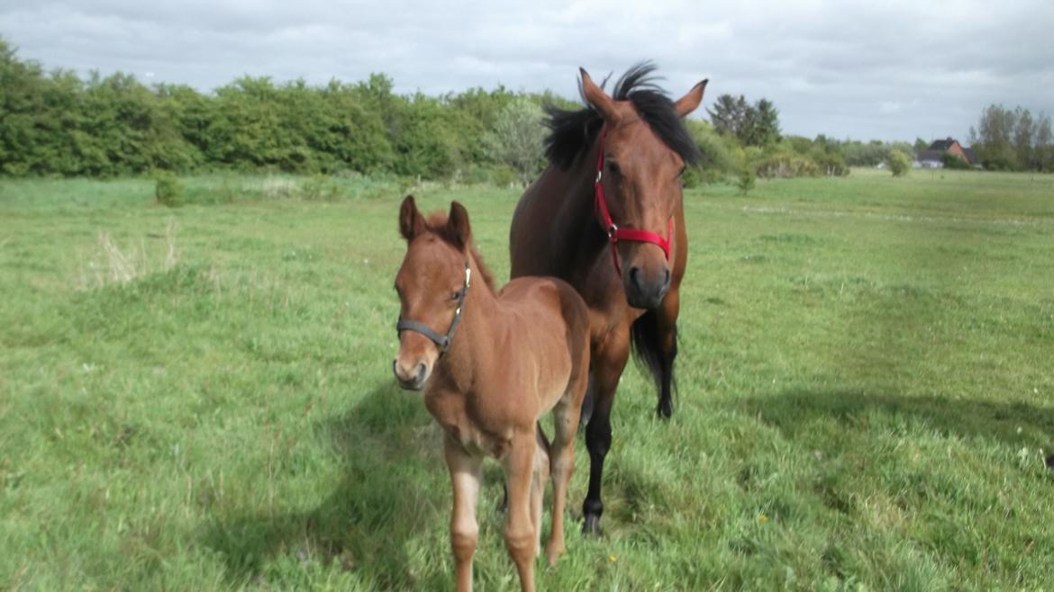 Anden særlig race Relife - Lige kommet på sommerfold med sin mor. billede 14