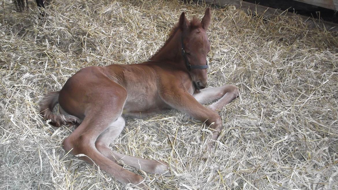 Anden særlig race Relife - Godt lige og slappe af imens min mor spiser sin mad. billede 15