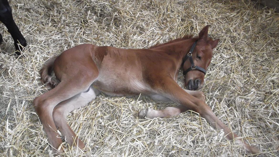 Anden særlig race Relife - Godt lige og slappe af imens min mor spiser sin mad. billede 16