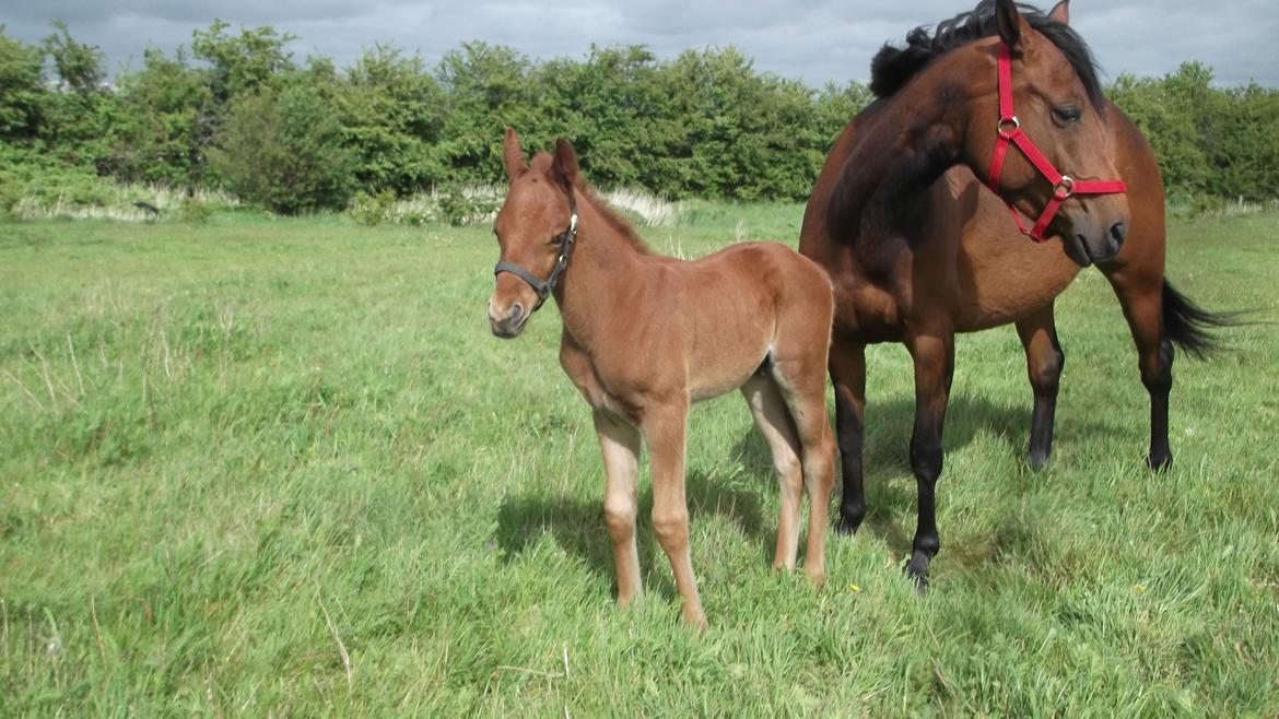 Anden særlig race Relife - Lige kommet på sommerfold med sin mor. billede 13
