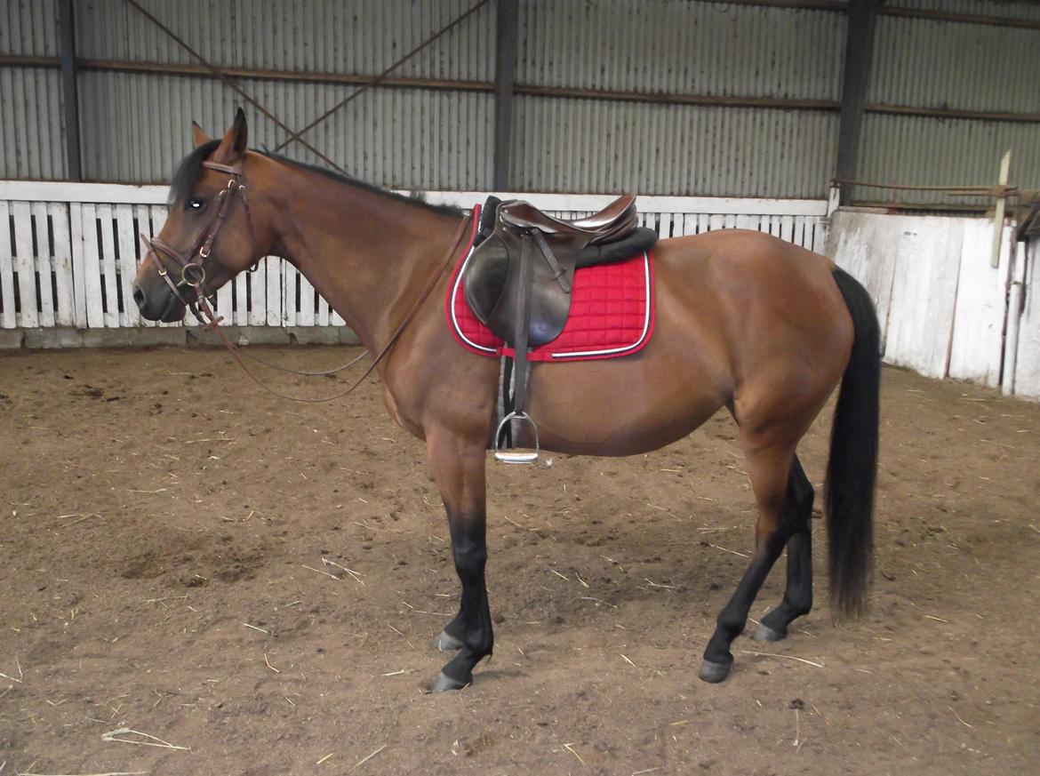 Anden særlig race Bianca billede 19