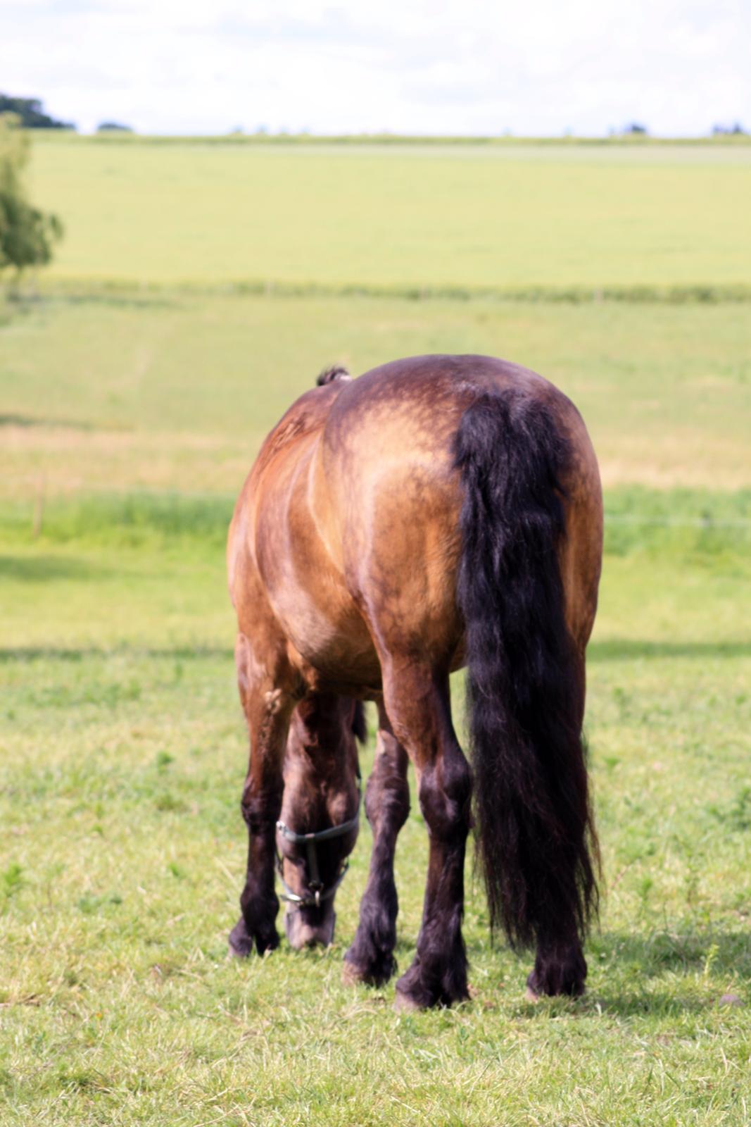 Anden særlig race Filicity (Freja) - Når enden er god, er alting godt ;) - 22/06-15 billede 18