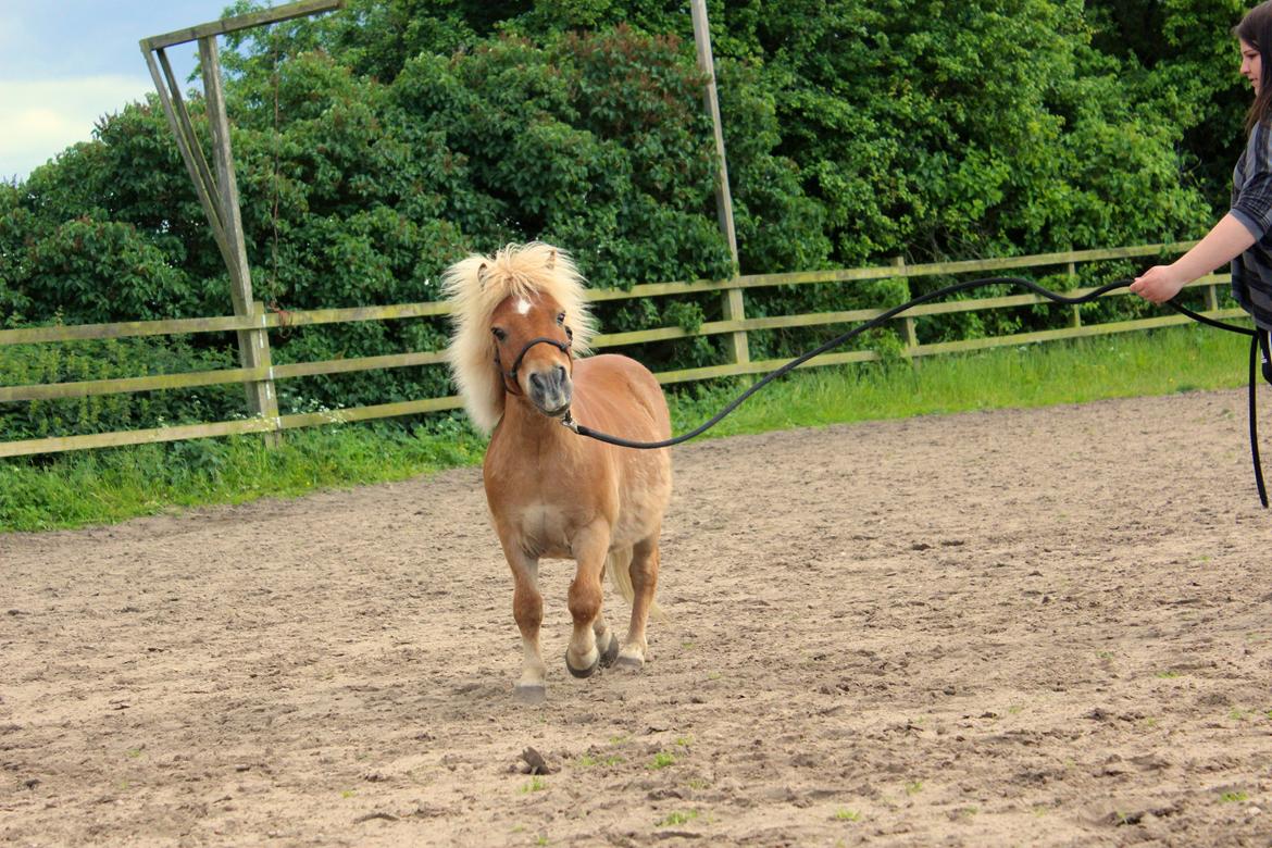 Shetlænder Kong Arthur  billede 8