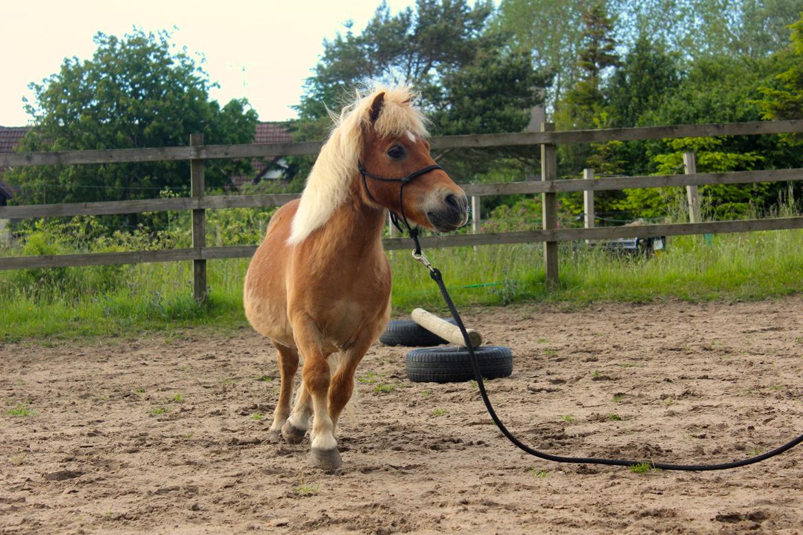 Shetlænder Kong Arthur  billede 3