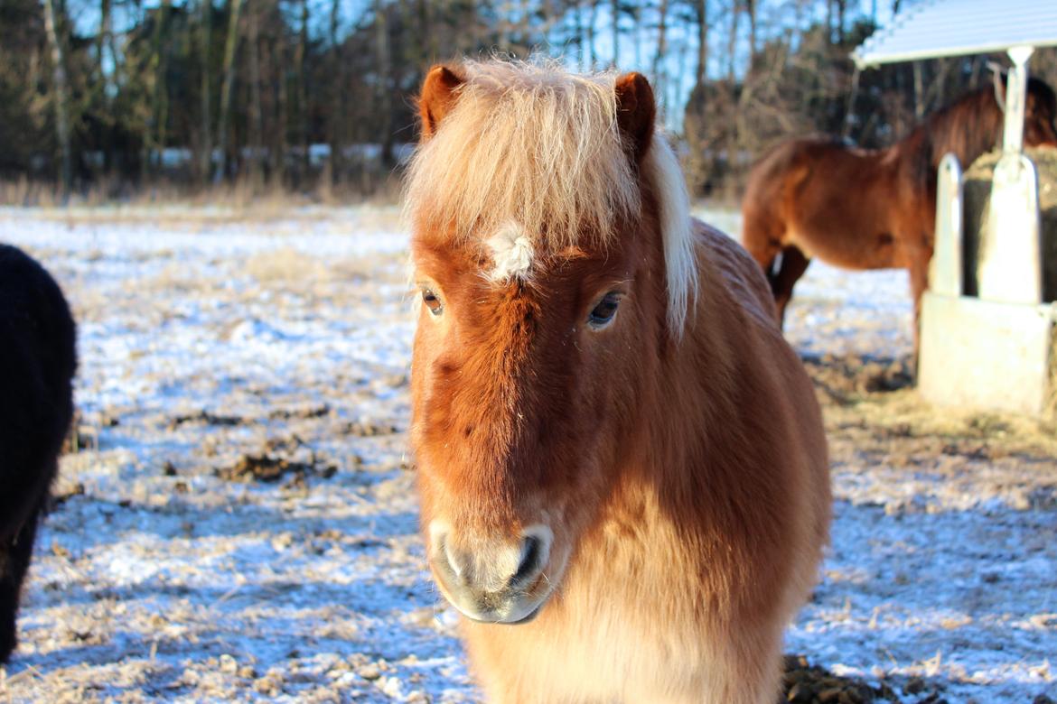 Shetlænder Kong Arthur  billede 6