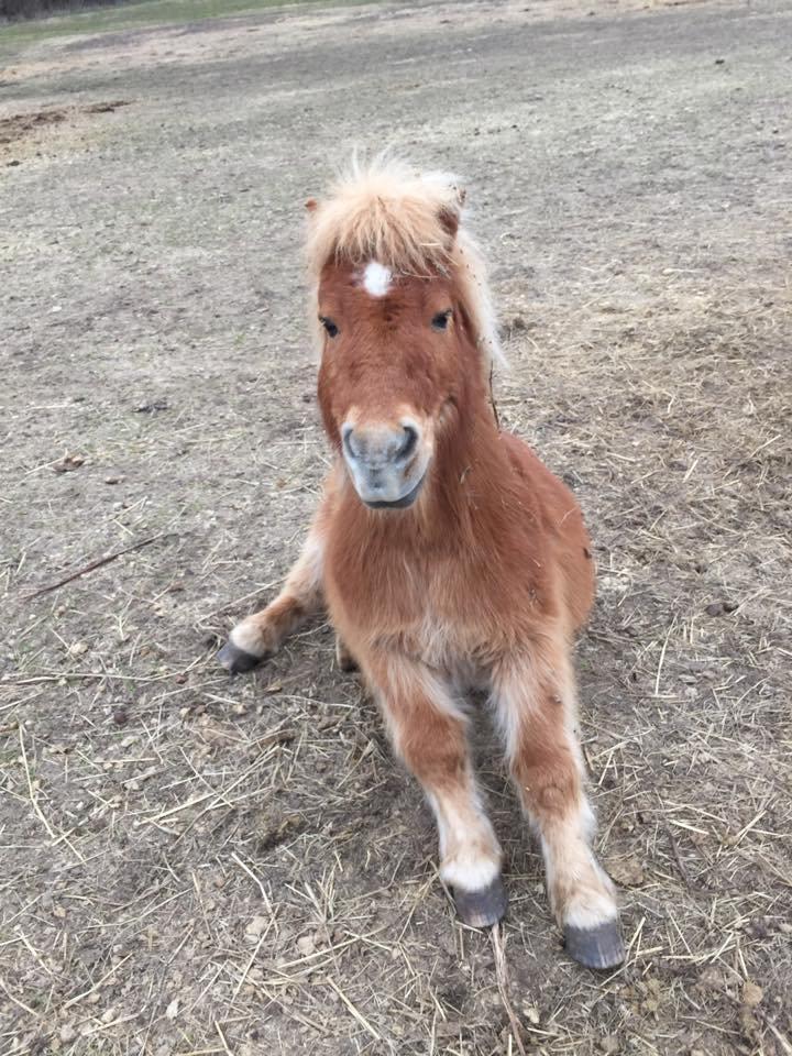 Shetlænder Kong Arthur  billede 4