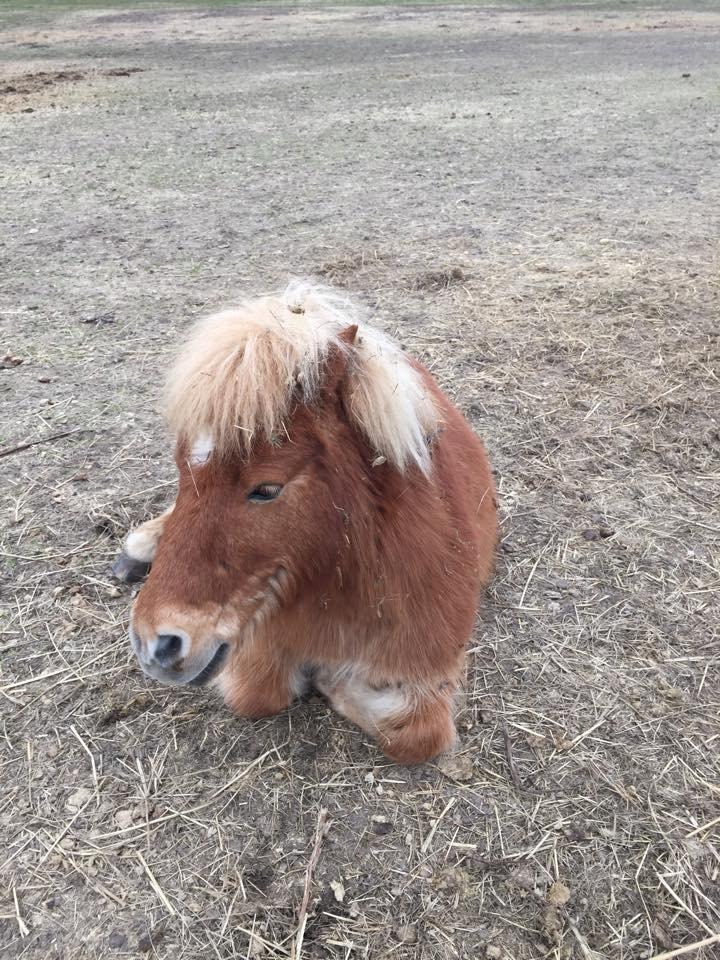 Shetlænder Kong Arthur  billede 10