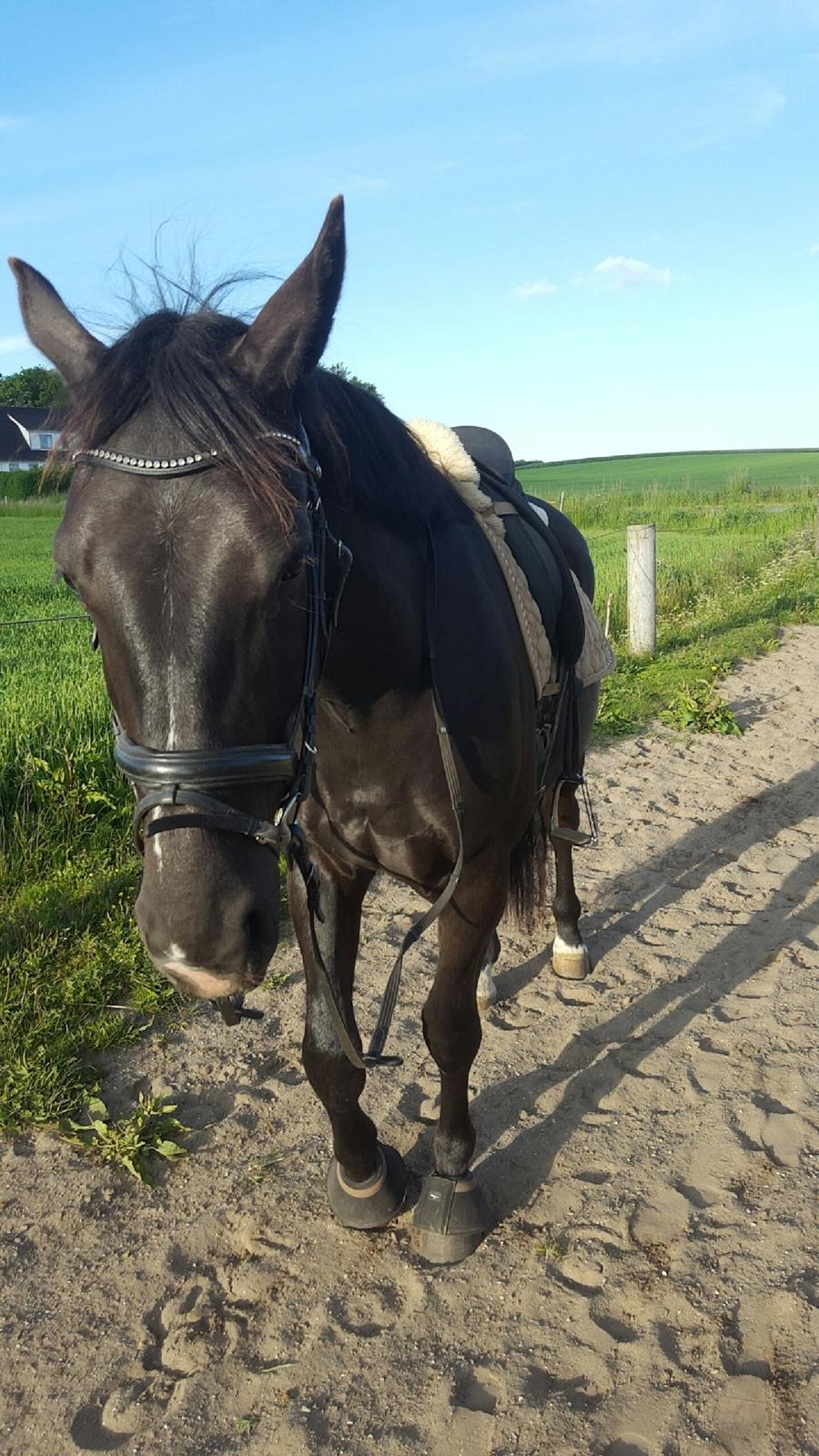 Anden særlig race Crixus billede 2