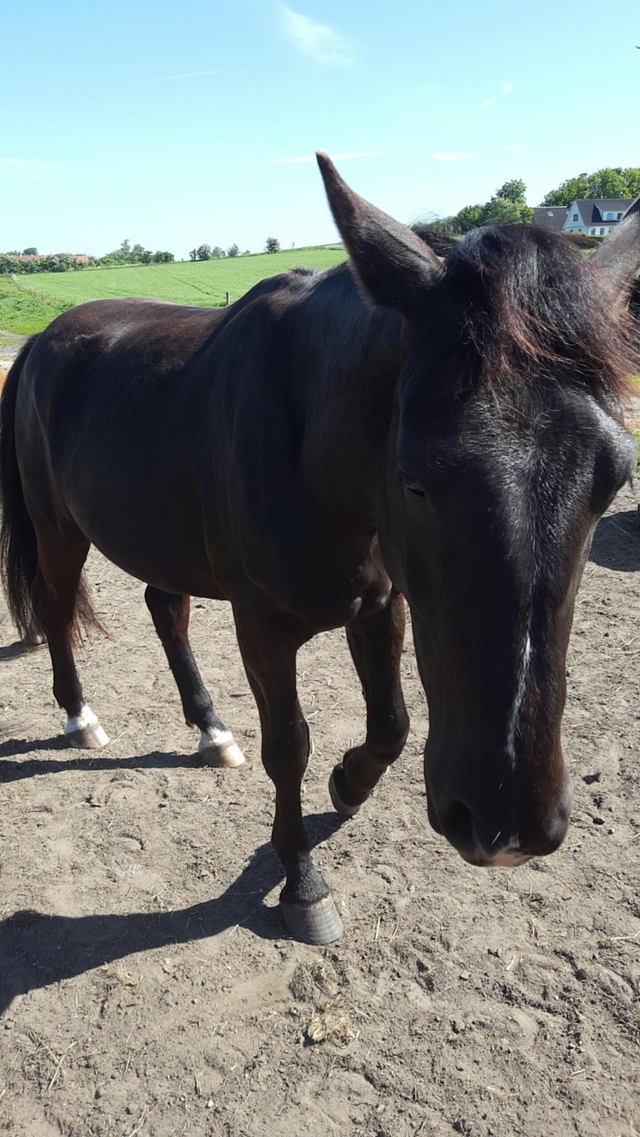 Anden særlig race Crixus billede 15