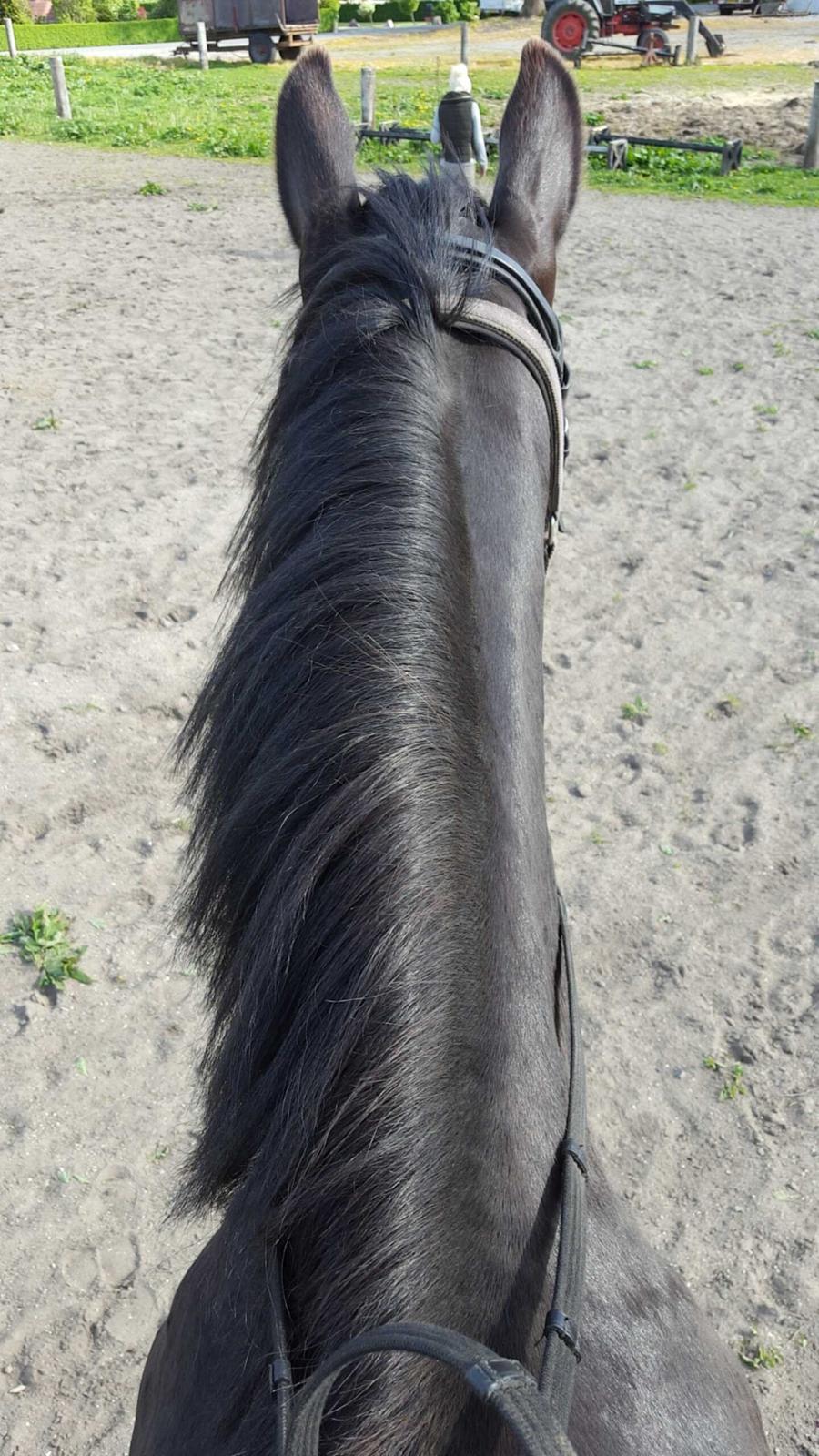 Anden særlig race Crixus billede 16