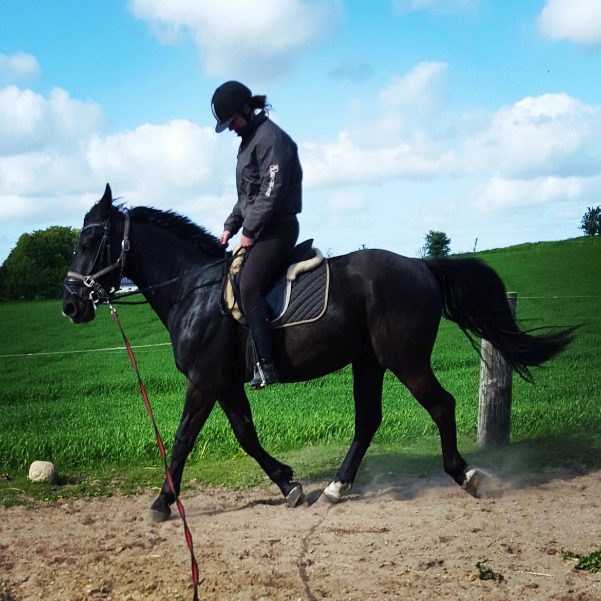 Anden særlig race Crixus billede 17