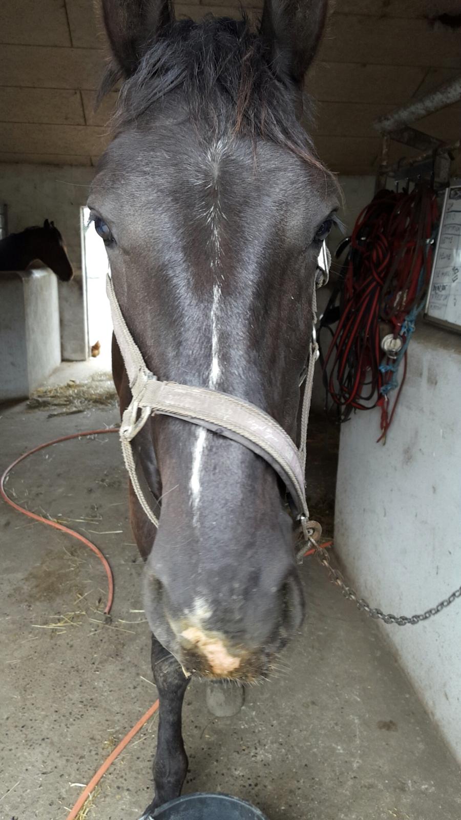 Anden særlig race Crixus billede 18