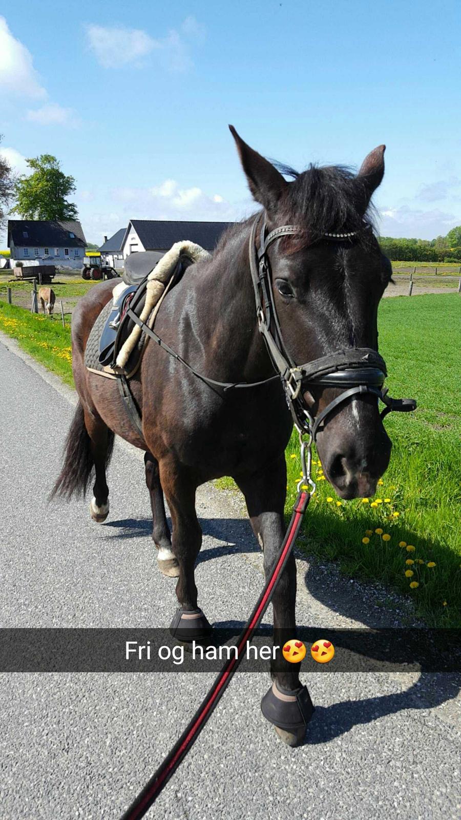 Anden særlig race Crixus billede 19