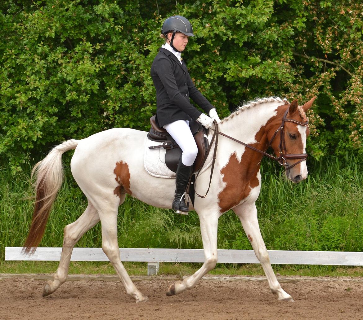 Pinto Savannah Breeze - Bording 2015 - Fotograf: Nikoline Carlsen billede 22