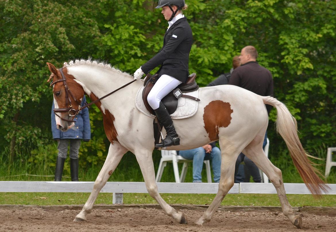 Pinto Savannah Breeze - Bording 2015 - Fotograf: Nikoline Carlsen billede 23