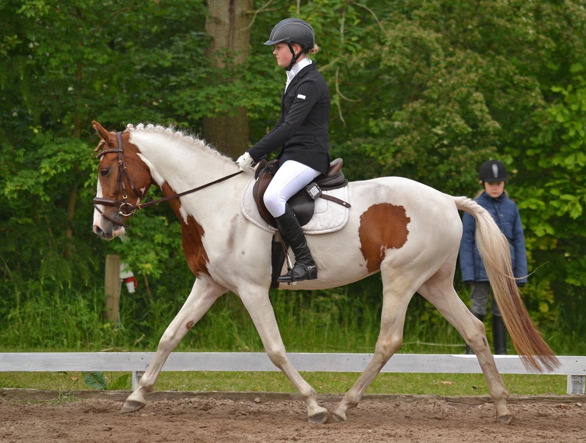 Pinto Savannah Breeze - Bording 2015 - Fotograf: Nikoline Carlsen billede 24