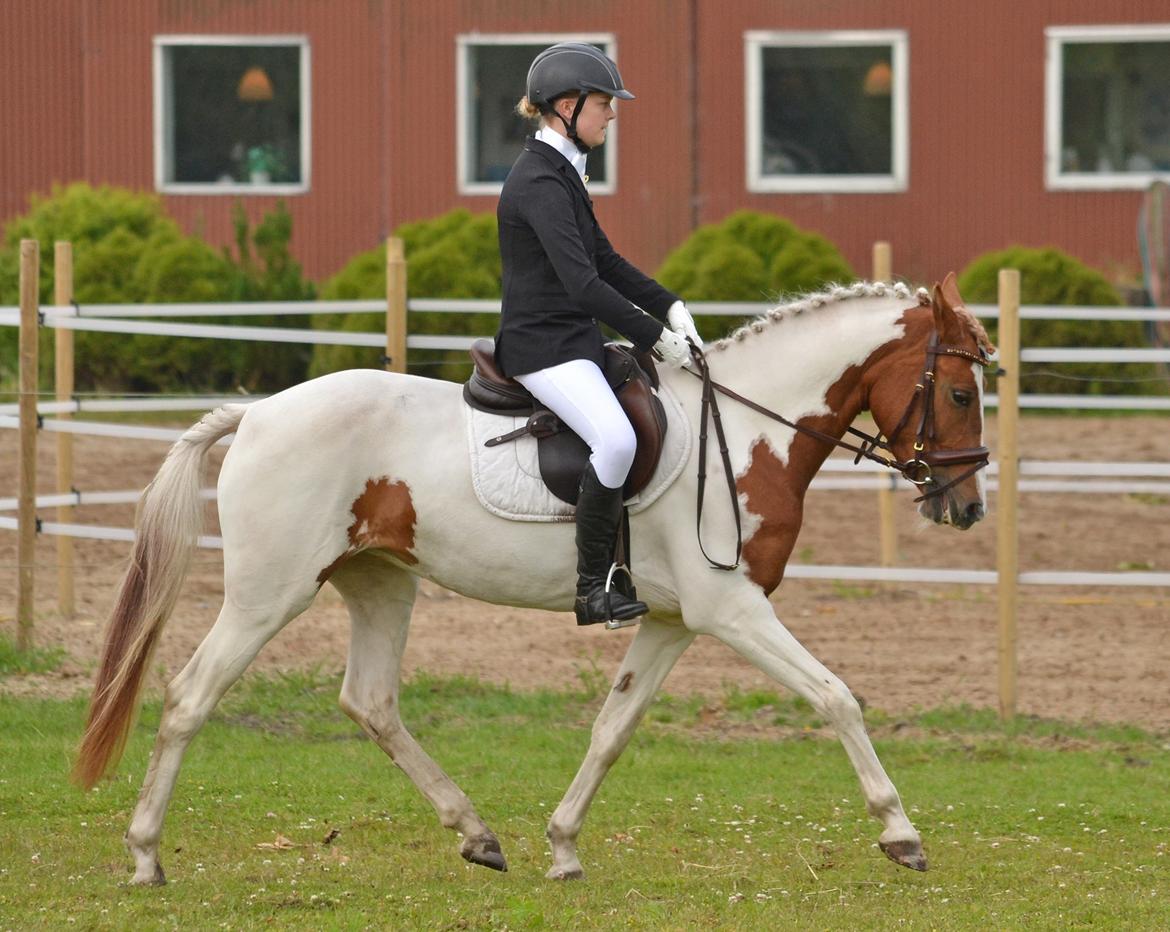 Pinto Savannah Breeze - Opvarming til dressurstævne, Bording 2015 - Fotograf: Nikoline Carlsen billede 25