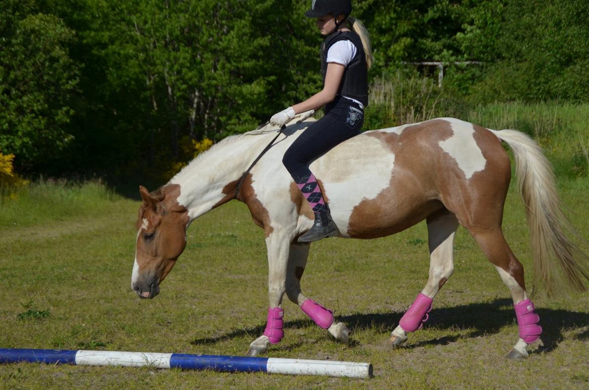 Pinto Lushira Højgård (Lusi) billede 6