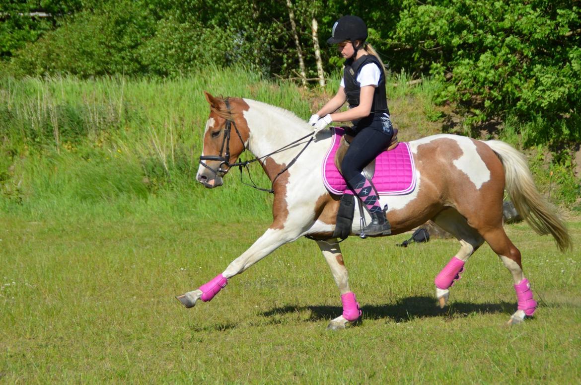 Pinto Lushira Højgård (Lusi) - Fritrav! <3 billede 7