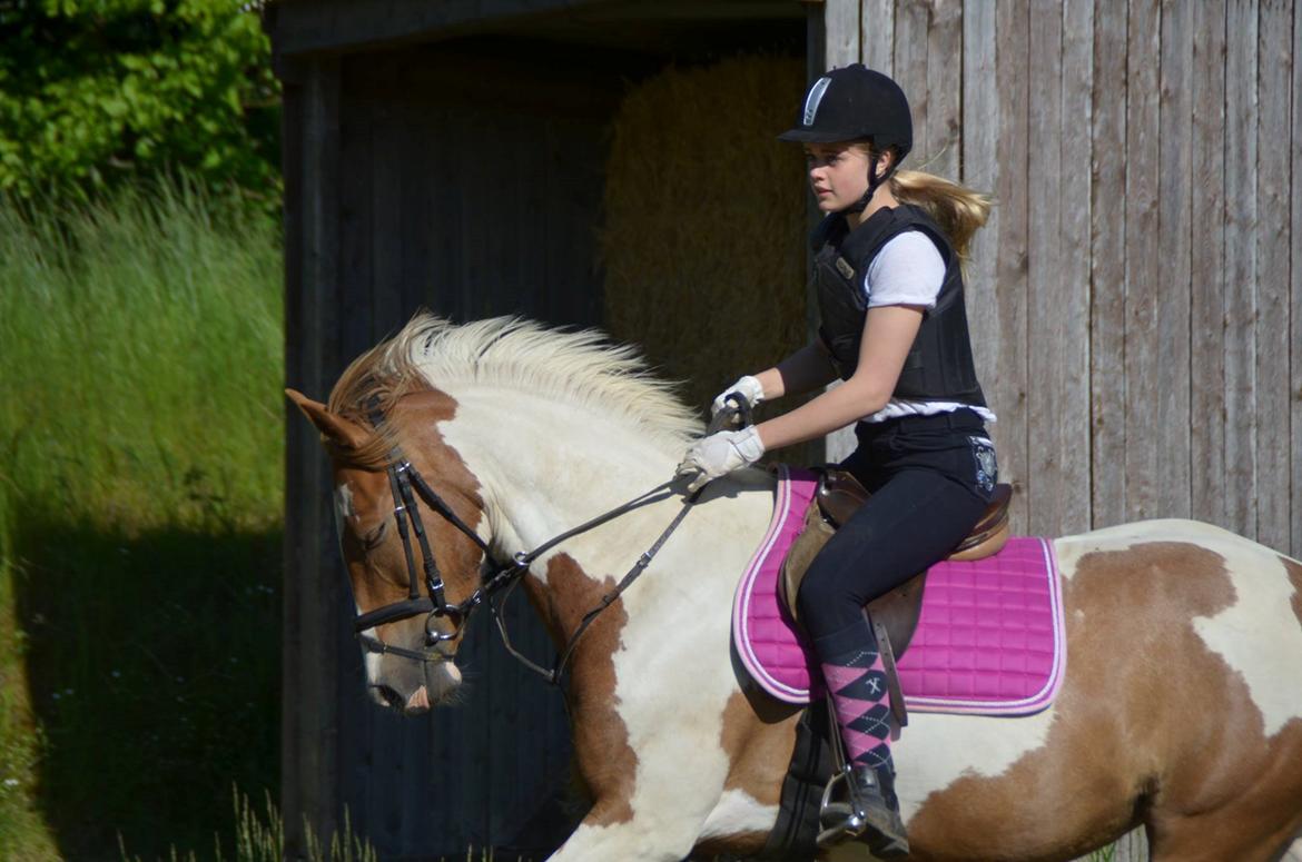 Pinto Lushira Højgård (Lusi) billede 10