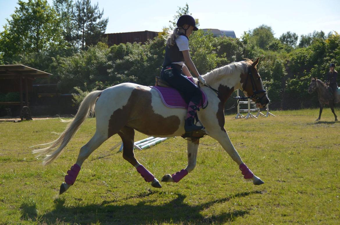 Pinto Lushira Højgård (Lusi) billede 9