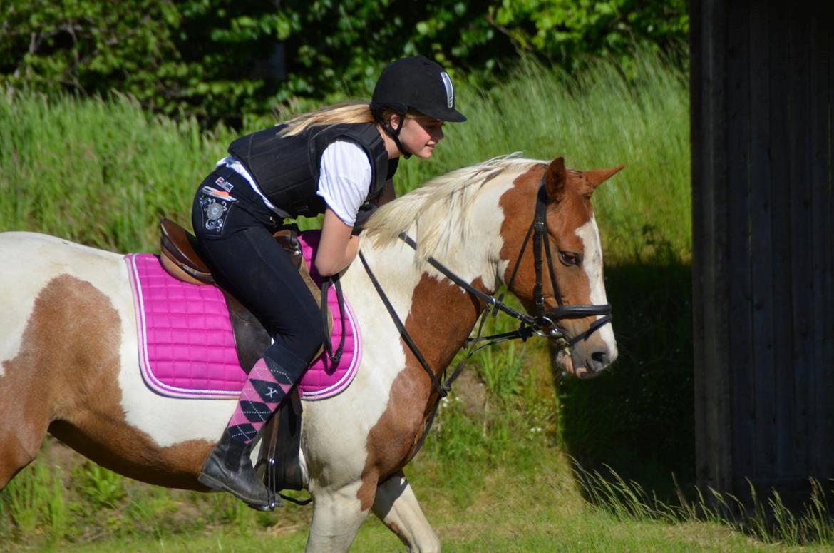 Pinto Lushira Højgård (Lusi) billede 8