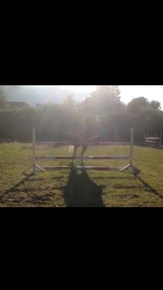 Pinto Lushira Højgård (Lusi) - Ikke særligt tydligt billede men her springer vi 1 meter :))  billede 5