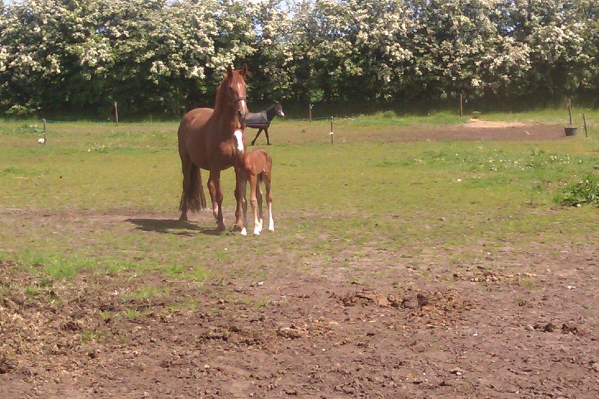 Dansk Varmblod Kigali billede 1