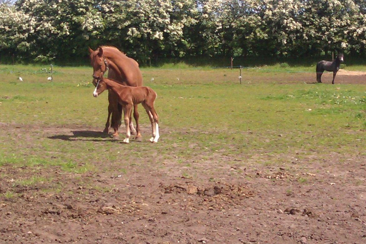 Dansk Varmblod Kigali billede 2