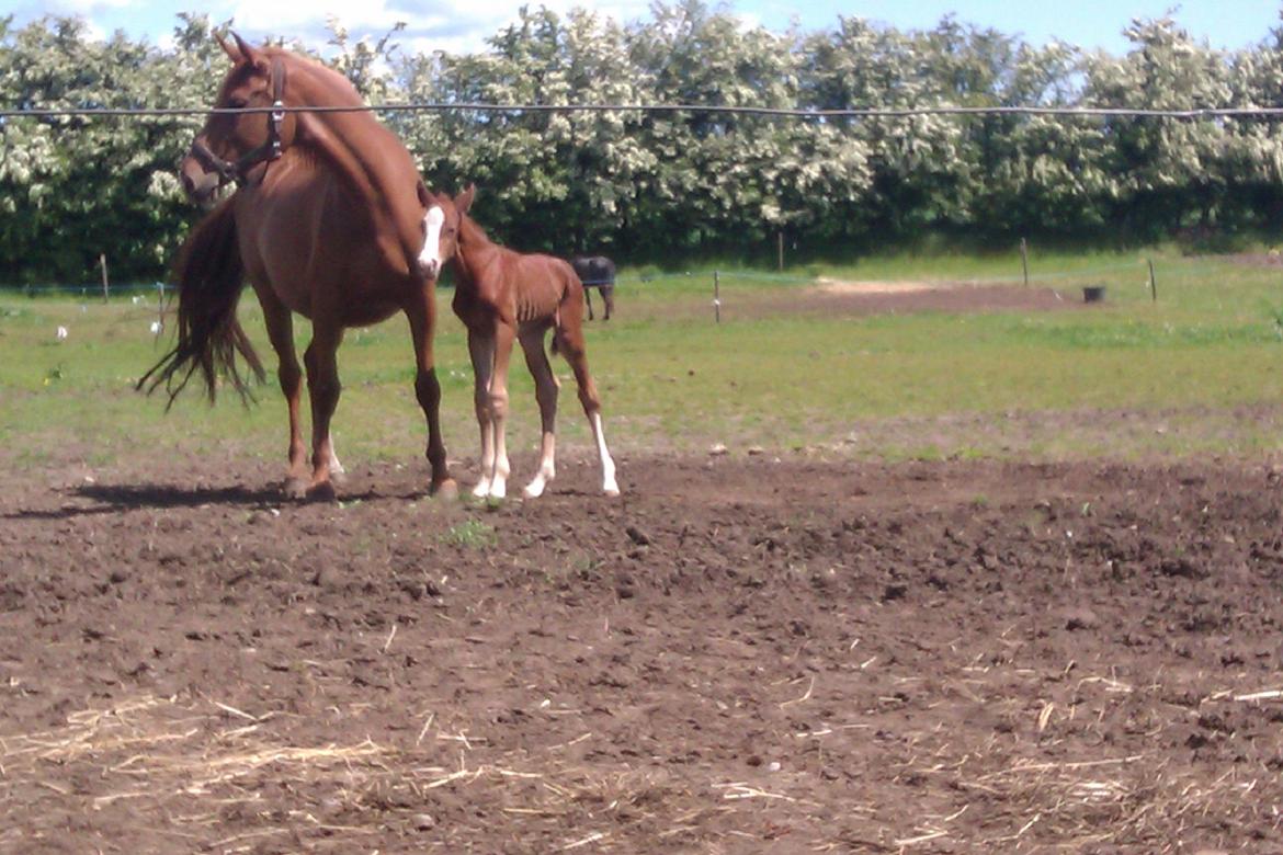 Dansk Varmblod Kigali billede 6