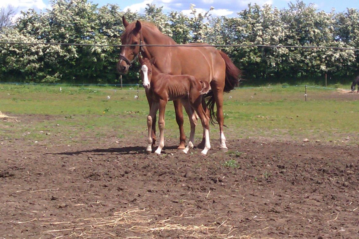 Dansk Varmblod Kigali billede 8