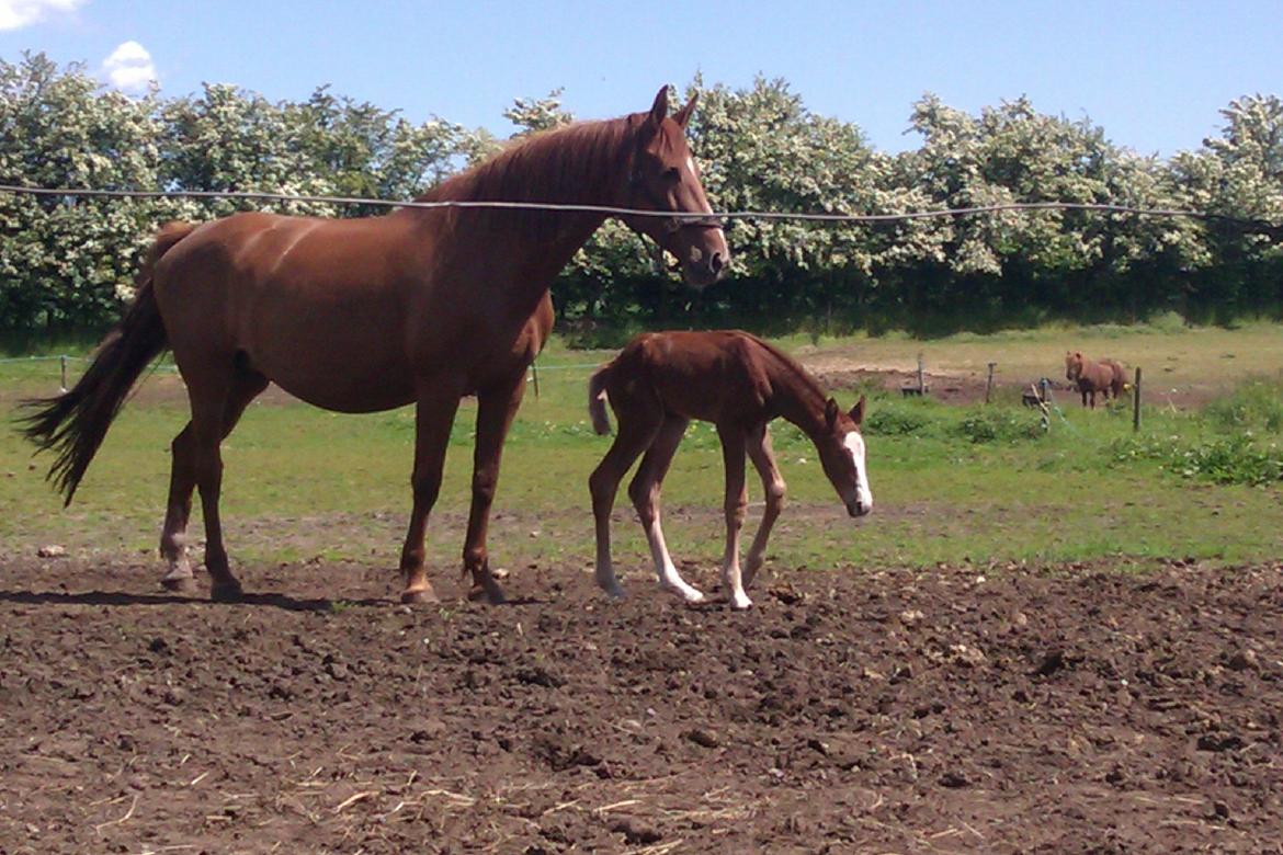 Dansk Varmblod Kigali billede 9