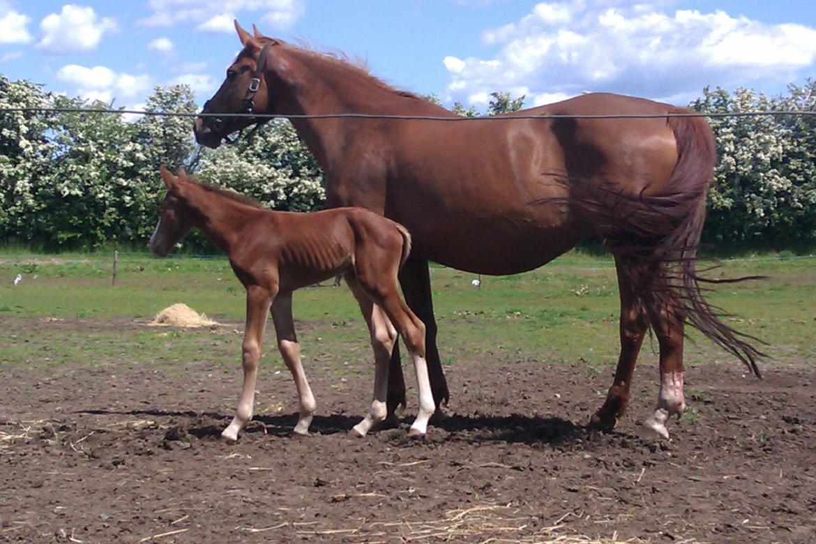 Dansk Varmblod Kigali billede 10