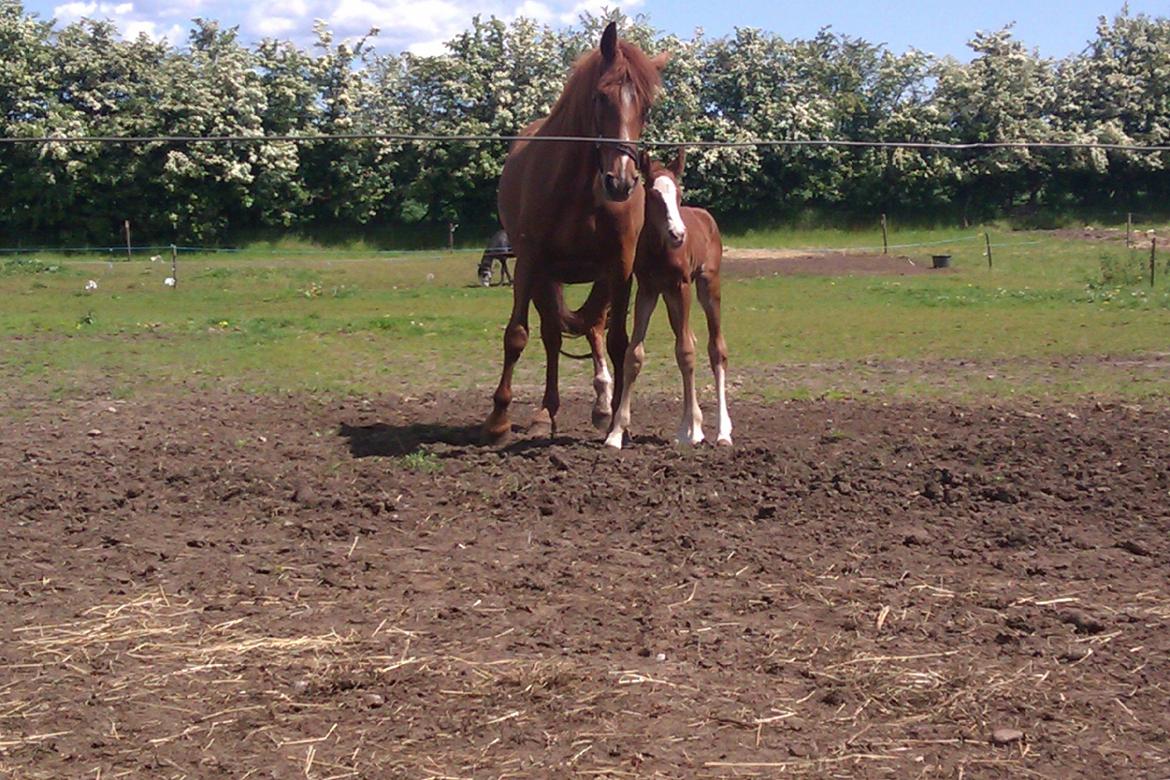 Dansk Varmblod Kigali billede 5