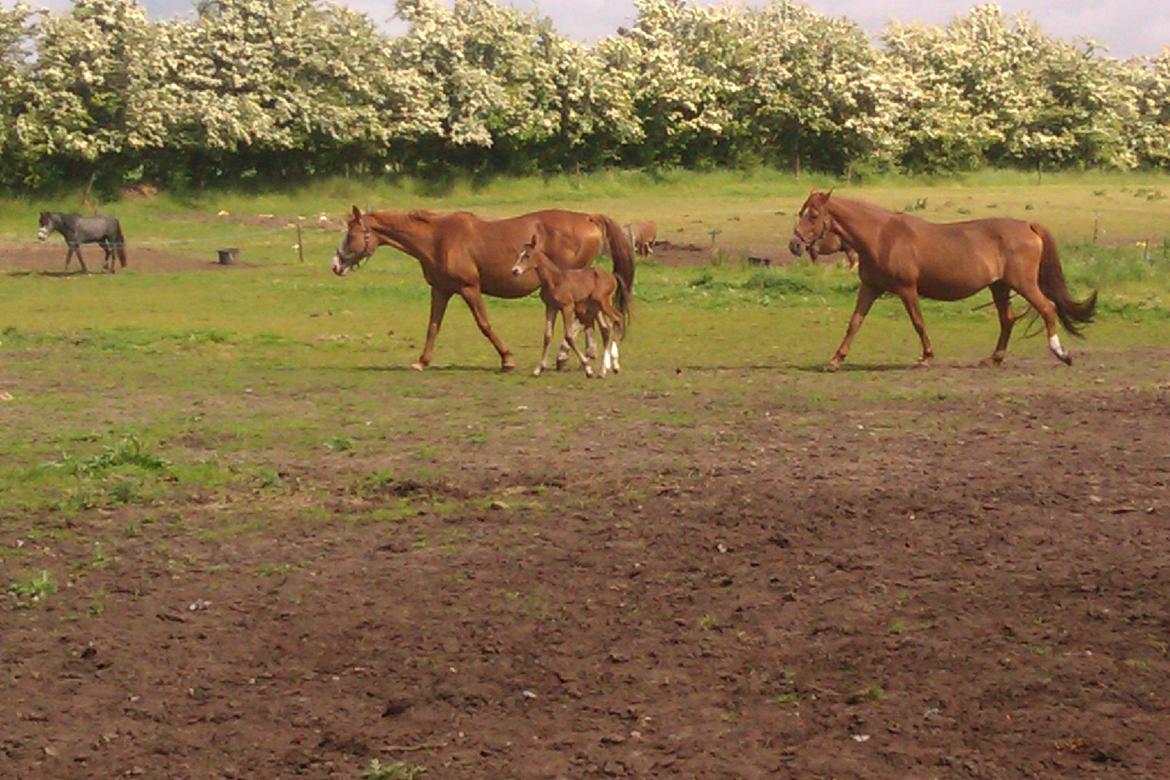 Dansk Varmblod Kimanda billede 3