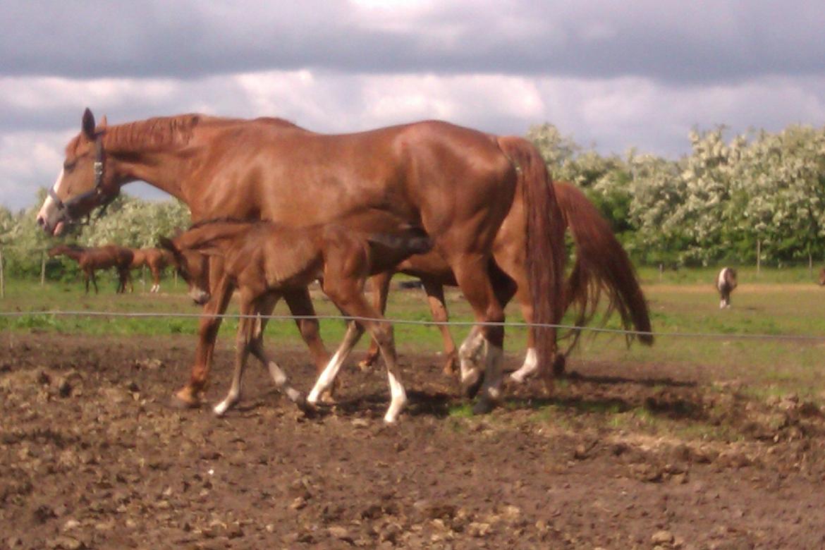 Dansk Varmblod Kimanda billede 4