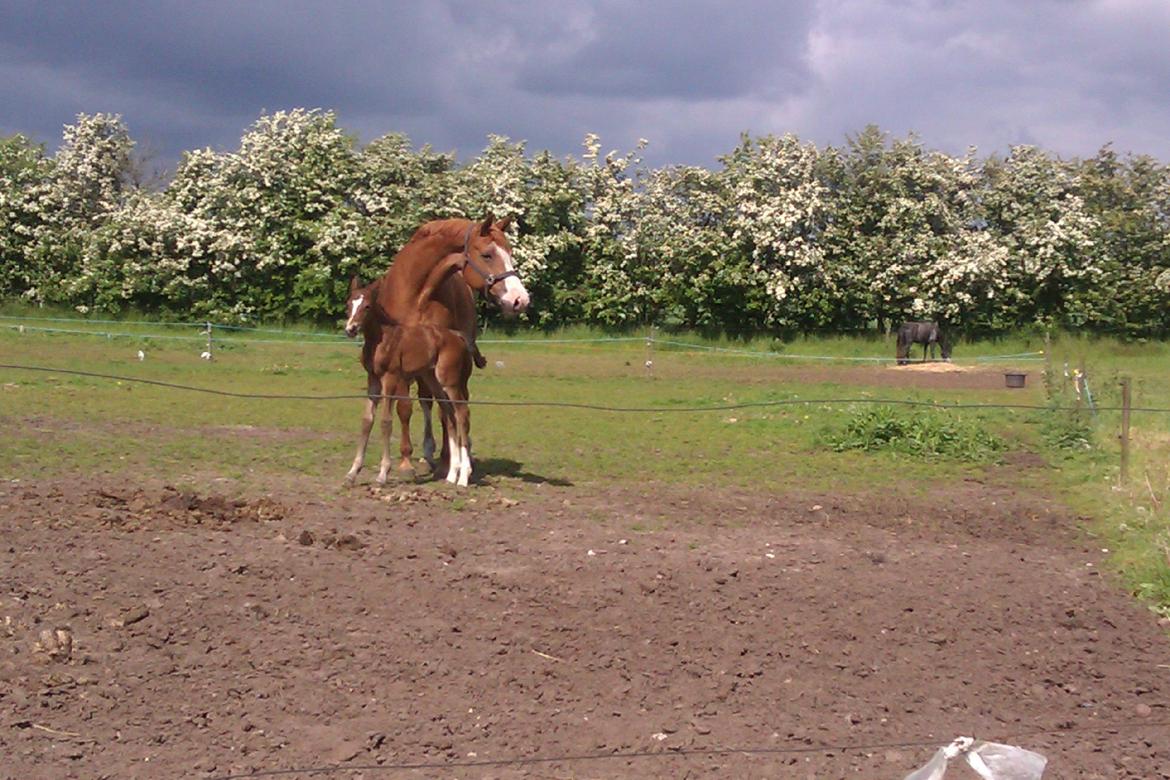 Dansk Varmblod Kimanda billede 5