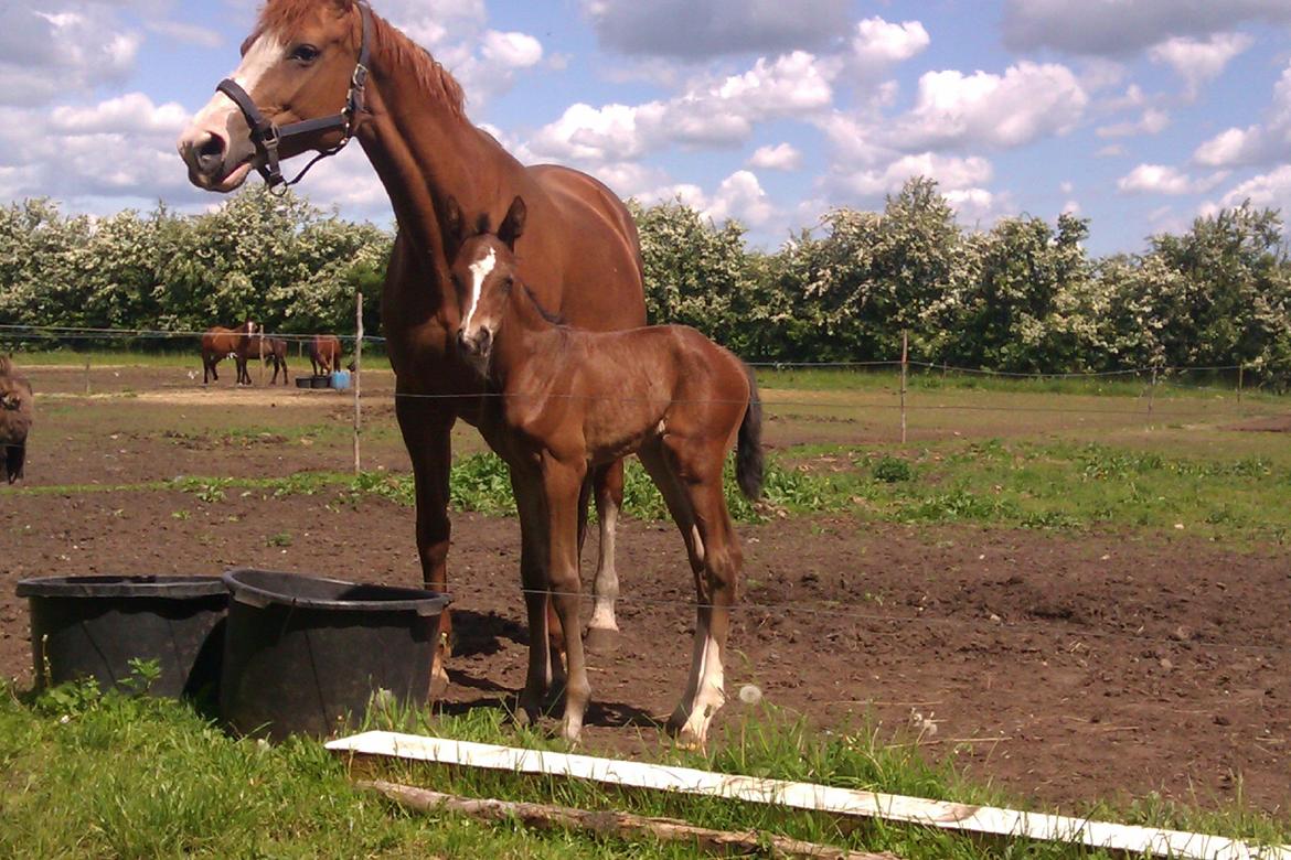 Dansk Varmblod Kimanda billede 1