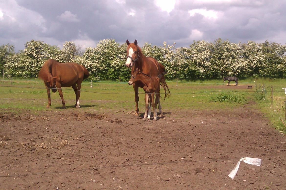 Dansk Varmblod Kimanda billede 2