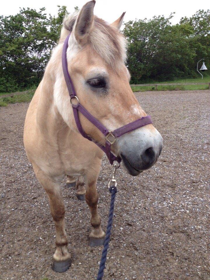 Fjordhest Cindy <3 - <3 <3 billede 8