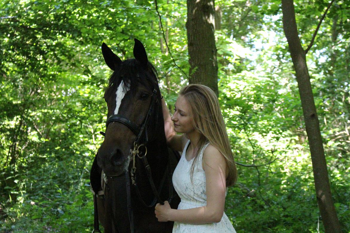 Dansk Varmblod Lillemarkens Cirkeline billede 7