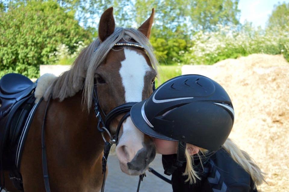 Welsh Pony (sec B) Den deel´s Romeo Savnet - Tak fordi at i så med:-) billede 20