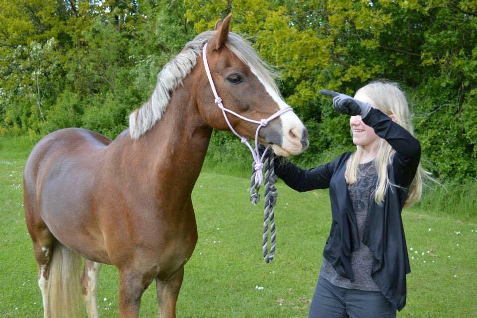 Welsh Pony (sec B) Den deel´s Romeo Savnet - Jeg skrev dit navn på papiret, men læren tog det!. Jeg skrev dit navn med blade, men vinden tog det!. Jeg skrev dit navn i sandet, men vandet tog det!. Jeg skrev dit navn i mit hjerte, og der vil det ALTID stå! . Du er ubeskrivelig Romeo!!!!!! billede 7