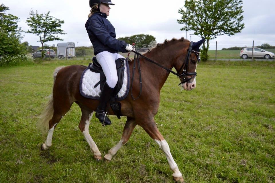Welsh Pony (sec B) Den deel´s Romeo Savnet - Stævne i holstebro 66,? Den Deel's Romeo. Taget af CA - Photo  billede 6