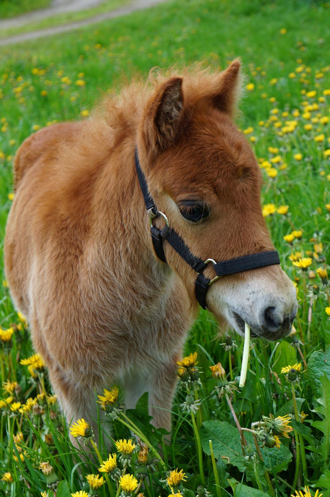 Shetlænder Tinke - Velkommen til Tinkes Profil:-) billede 1