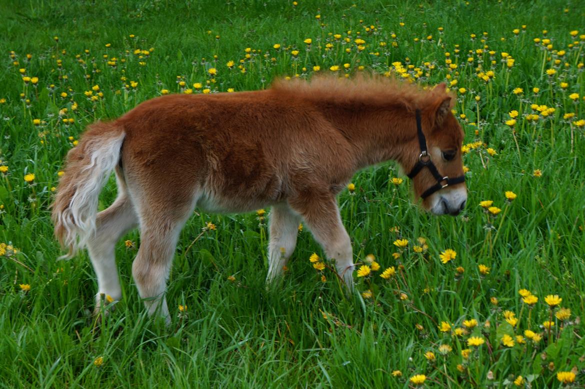 Shetlænder Tinke billede 2