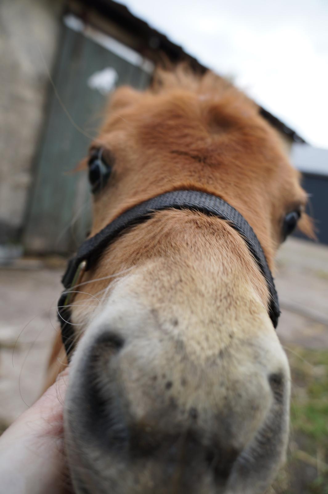 Shetlænder Tinke billede 3