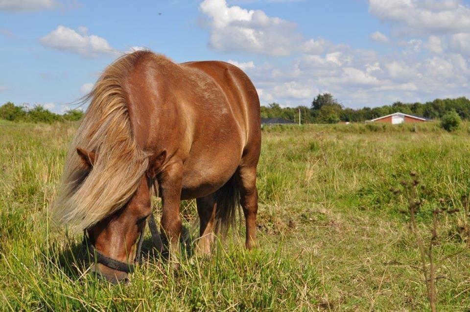 Shetlænder Fox (Mulle)  - Velkommen til fede Mulle's Profil:D billede 1