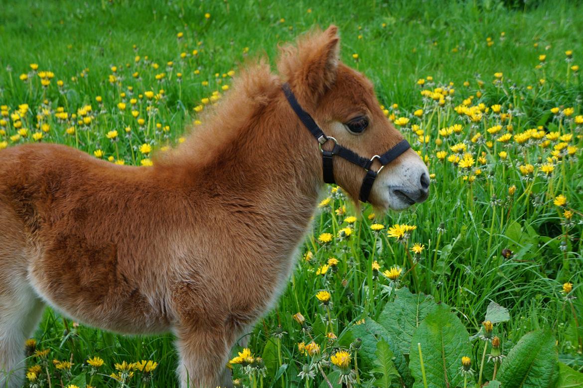 Shetlænder Tinke billede 4